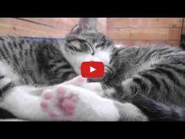 Video tentang Cat Sounds 1