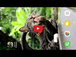 Video über Cat Live Wallpaper 1