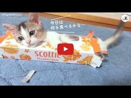 Video tentang PECO(ペコ):いぬねこペット動画 1