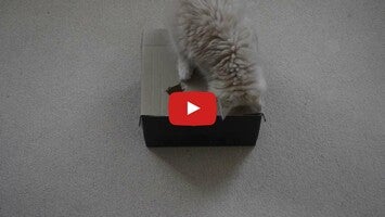 Vídeo-gameplay de Cat Games 1