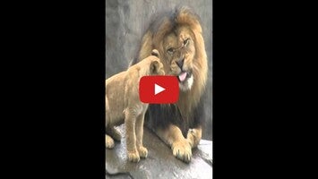 Video about Lion Live Wallpaper 1