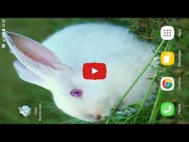 Video about Cute Bunny Live Wallpaper 1