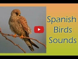 Video about Spanish Birds Sounds 1