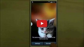 Vídeo de Sleepy Kitten Live Wallpaper 1