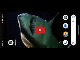Video about Shark Live Wallpaper 1