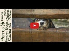 Vídeo-gameplay de Cute Dog Games free 1