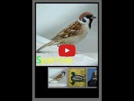 Video about Bird Sounds & Ringtones 1