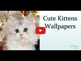 Video about Cute Kittens Wallpapers 1