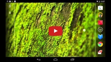 วิดีโอเกี่ยวกับ 苔 緑色のコケ 壁紙 1