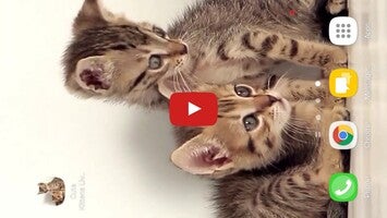 Cute Kittens Live Wallpaper 1와 관련된 동영상