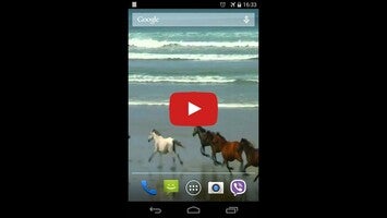 Amazing horses1動画について