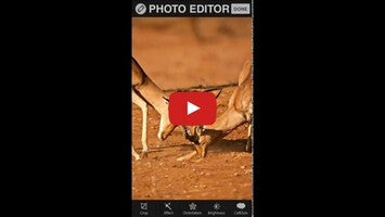 Video über Photo Editor - PicsDeco 1