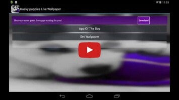 Video about Husky puppies Live Wallpaper 1