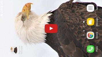 วิดีโอเกี่ยวกับ Eagle Live Wallpaper 1