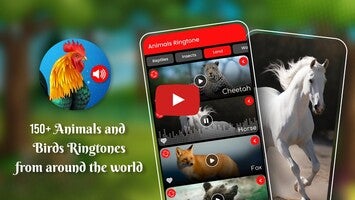 Animal Ringtones1 hakkında video