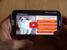 Video tentang Domestic Cat Breeds 1