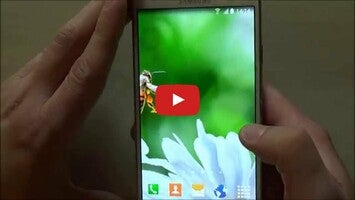 Video about Daisies Flowers Live Wallpaper 1