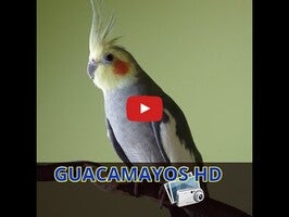 Vídeo de Guacamayos HD 1