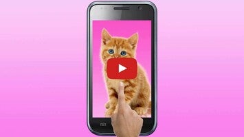 Video tentang Sweet Cat and Caps 1