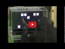 Gameplay video of Chimp Memory 1
