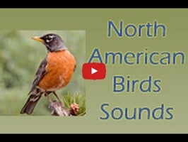 วิดีโอเกี่ยวกับ North American Birds Sounds 1