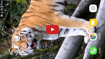 Видео про Tiger 3d Live Wallpaper 1