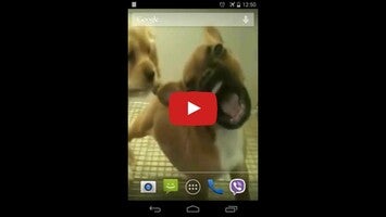 วิดีโอเกี่ยวกับ Cute puppy licks glass 1