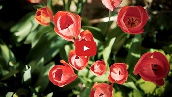 Vídeo de Flowers pictures 1