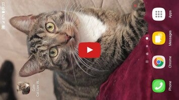 วิดีโอเกี่ยวกับ Cute Cat Live Wallpaper 1