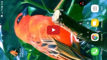 Video über Birds Live Wallpaper 1