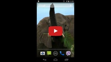 فيديو حول Animals of Africa Video LWP1